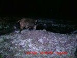 trail_cam_pigs_5.jpg