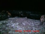 trail_cam_pigs_3.jpg