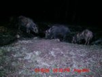 trail_cam_pigs_2.jpg