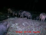 trail_cam_pigs.jpg