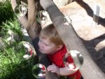 bubbles1.JPG