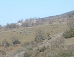 Tejon_02.16.08a.jpg