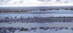 Boise_Elk_Herd.jpg