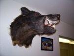 Hog_Mount_005.jpg