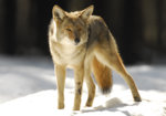 yosemite_coyote__feb_28th_2008.jpg
