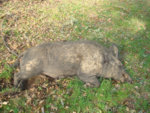 boar_reduced.jpg