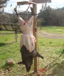boar_skinning_reduced.jpg