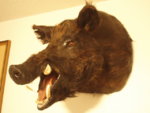 Mounted_pig_1.jpg.JPG