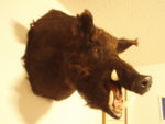 Mounted_Pig_3.jpg.JPG