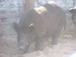 hog.JPG
