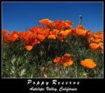 080418_A_Poppy_Reserve_1.jpg
