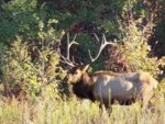 Live_KY_bull_elk.jpg
