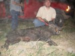 Boar_Pic.JPG
