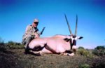 Gemsbok.jpg