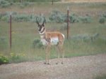 antelope2.JPG