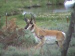antelope3.JPG
