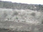 Antelope.jpg