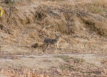 Wiley_Coyote_2.jpg