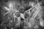 Pinecones.jpg