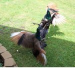 peacocks_fight.jpg