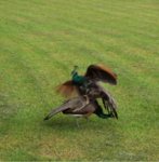 peacocks_fight2.jpg