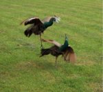 peacocks_fight3.jpg