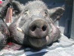 Pig2.JPG