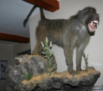 baboonmount1.jpg
