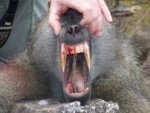 baboon.teeth.jpg