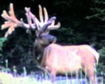 Elk_Pic.JPG