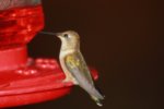hummingbird1.jpg