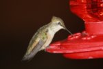 hummingbird2.jpg