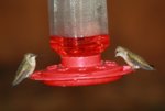 hummingbird3.jpg