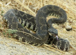 rattler.jpg