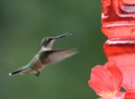 hummingbird_030___Copy.jpg