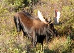 bull_moose_edited.jpg