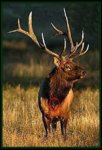 elkfrontal.jpg