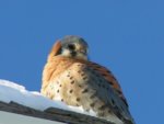 kestrel.JPG