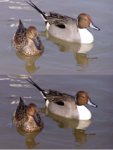 Pintails3_copy.jpg