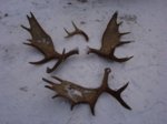 antlers_Janint.jpg