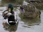 mallard2.jpg