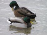 mallard4.jpg