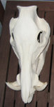 hog_skull.jpg