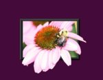 ecinacea_2.jpg