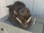 tag_hog.JPG