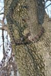 Chain Tree 3.jpg