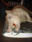 wine hog#1.jpg