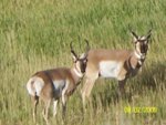 Hunt 021.jpg