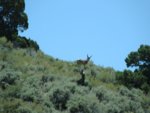 Antelope.jpg