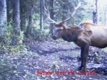 treestand hunt 145.jpg